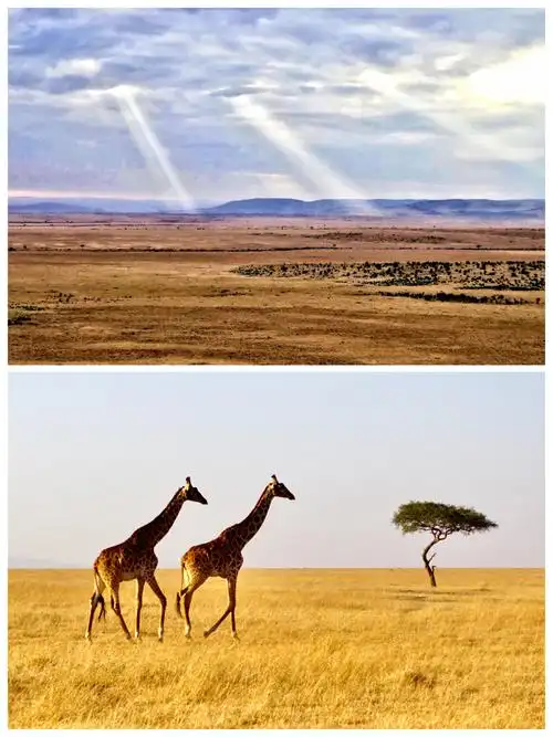 东非大草原野性的呼唤(二)