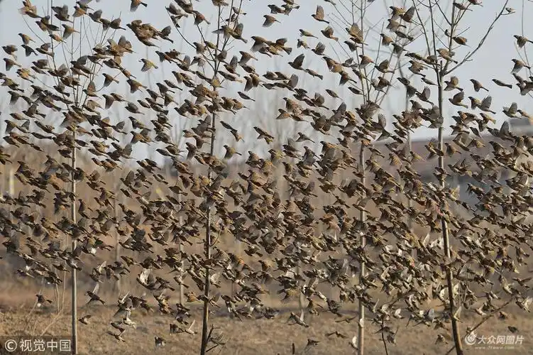胶州湾湿地麻雀抵御鸟鹰袭击 密集成群场面壮观
