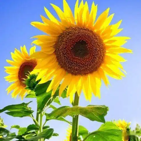 中老年头像大全最吉利最好运的转运微信小清新头像