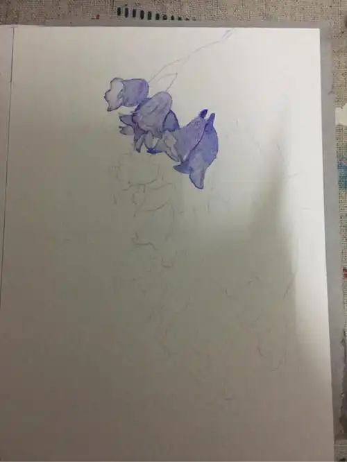 水彩画一束蓝花楹一种浪漫又美丽的花