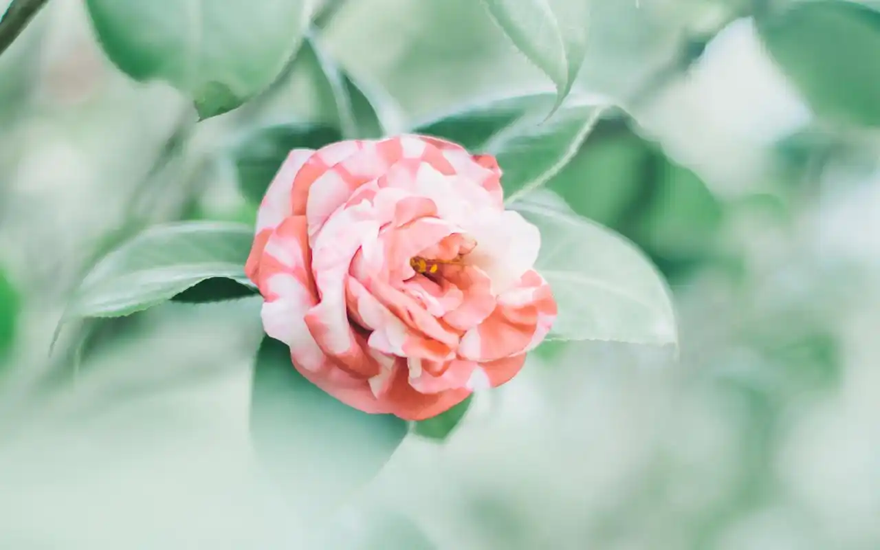 小清新植物花卉风景桌面壁纸