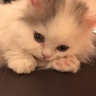 猫咪照片可爱头像高清超萌的可爱猫咪qq图片头像