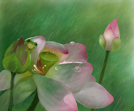 gif动态图片下载,该gif动态图片标题为夏天雨中荷花插画gif动图,编号