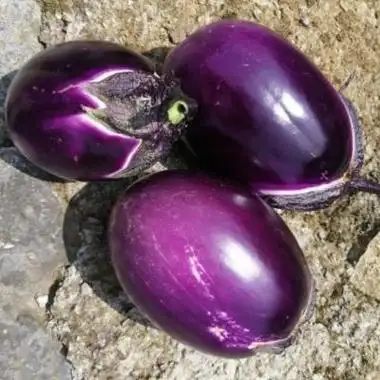 湛航 贵州凉都现摘新鲜椭圆茄子紫茄子