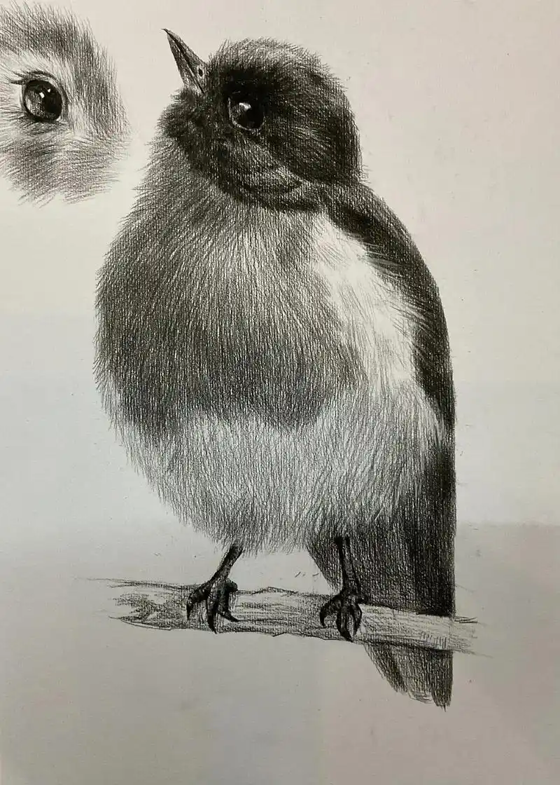 画了毛毛小鸟#美术生 #画画 #素描 #素描动物  - 抖音