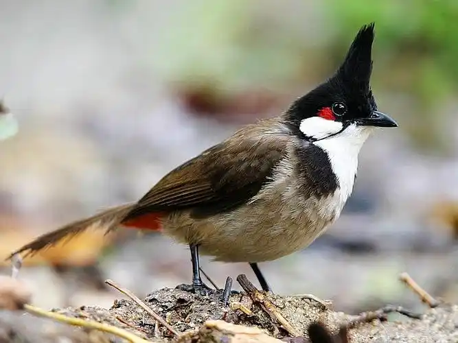 厦门常见鸟类100种图片.第一辑