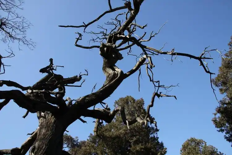 挣脱,一条张牙舞爪的树龙,取自故宫.