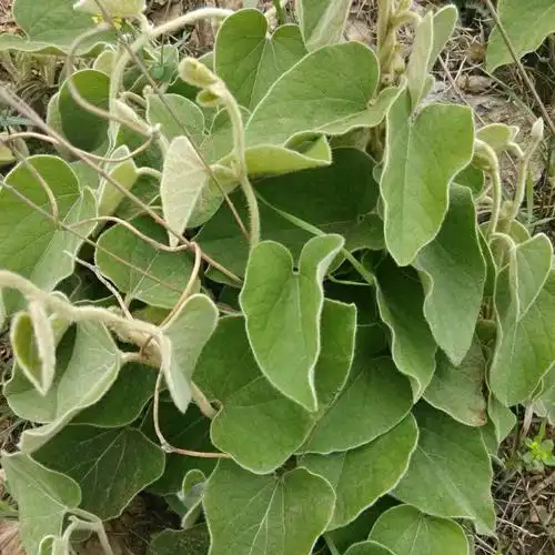 中药寻骨风功效|中药寻骨风的功效|中药寻骨风副作用|的功效与作用