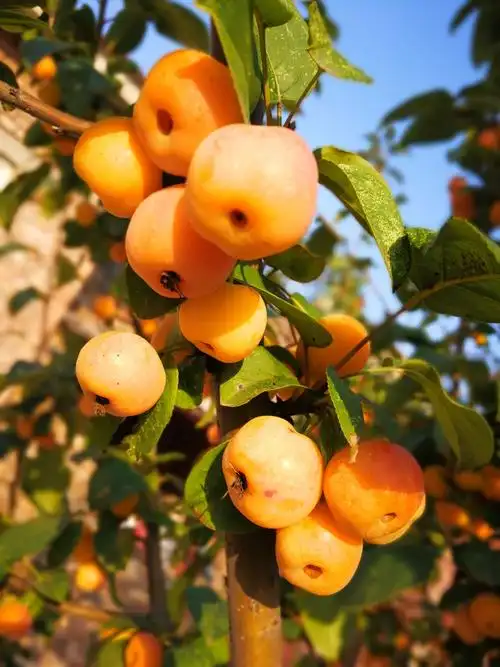 海棠花的果实,蔷薇科,苹果属.