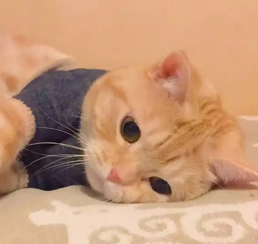 可爱小猫咪.#猫主子的日常 #头像分享 #宠物本领高 #萌萌 - 抖音