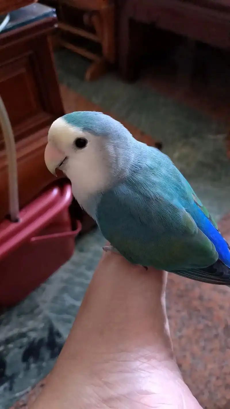 寻鸟启示:一只蓝银头类牡丹鹦鹉(尾巴有点深蓝)在漳州市芗城区 - 抖音