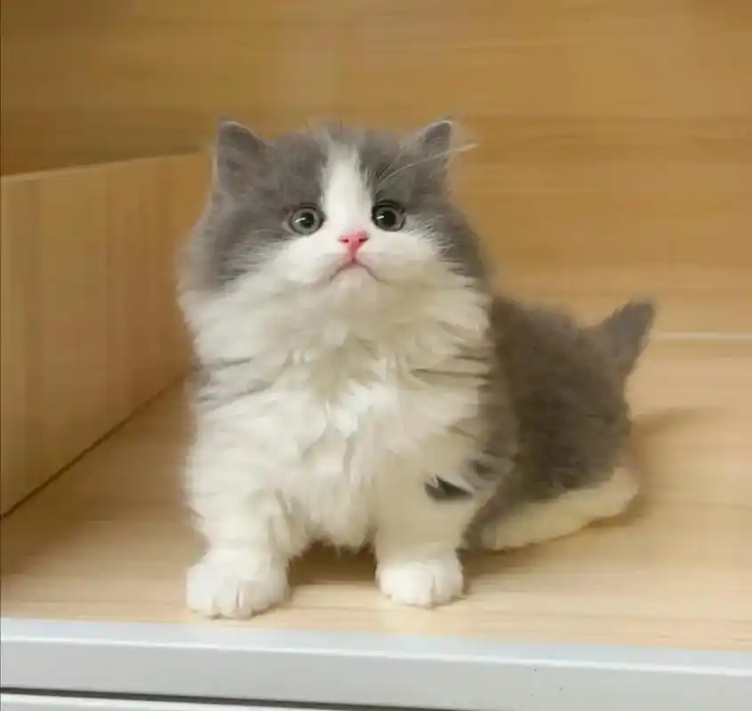 英短蓝白和纯蓝幼猫,幼猫一个月, 猫咪喂 - 抖音