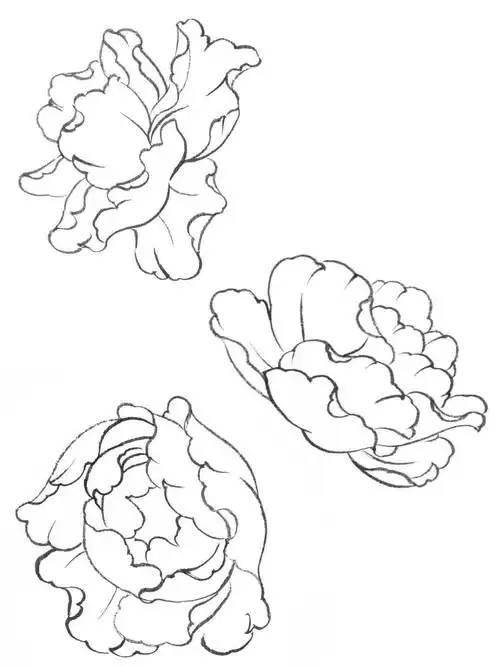 怎么画牡丹牡丹简笔画简单又好看