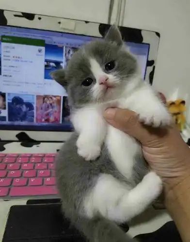 自家养的英短小猫咪两个月大免费找主人