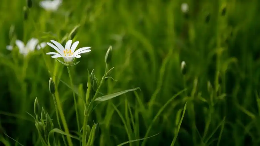小雏菊清新洁白美丽高清桌面壁纸_电脑壁纸植物壁纸图片_乐美图网