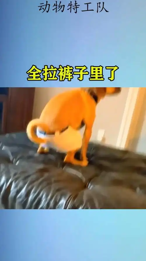 #我家萌宠成精了#全拉裤子里了!-全民小视频