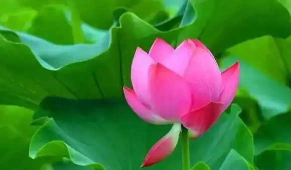 最漂亮的荷花图片(最漂亮的荷花图片画)