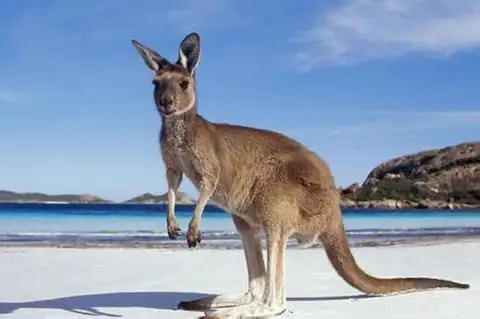 树袋熊(又名考拉)是澳大利亚奇特的珍稀原始树栖动物,属有袋哺乳类