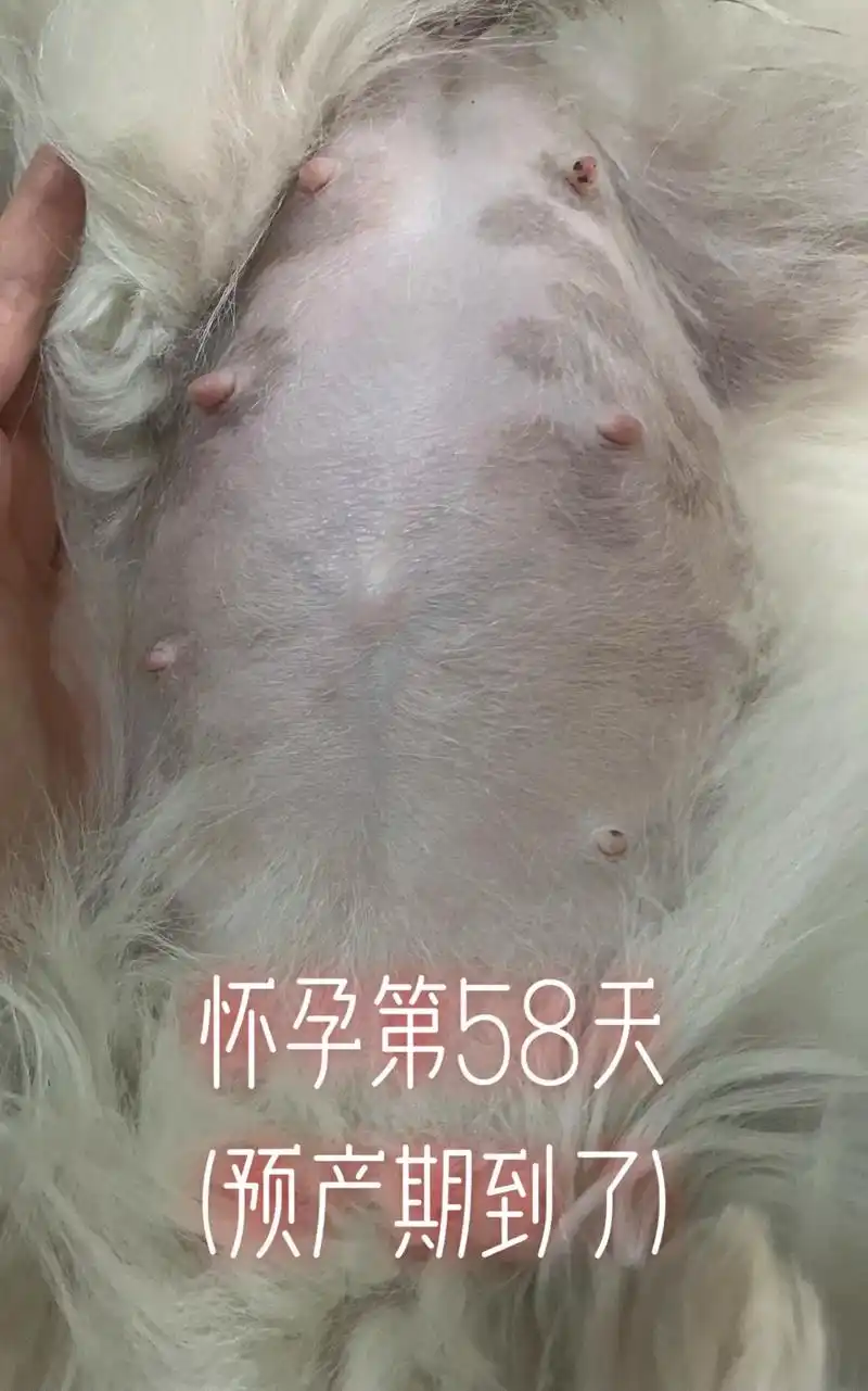 狗狗怀孕第58天.预产期到了,最后一次b超确定个数和发育情况 - 抖音