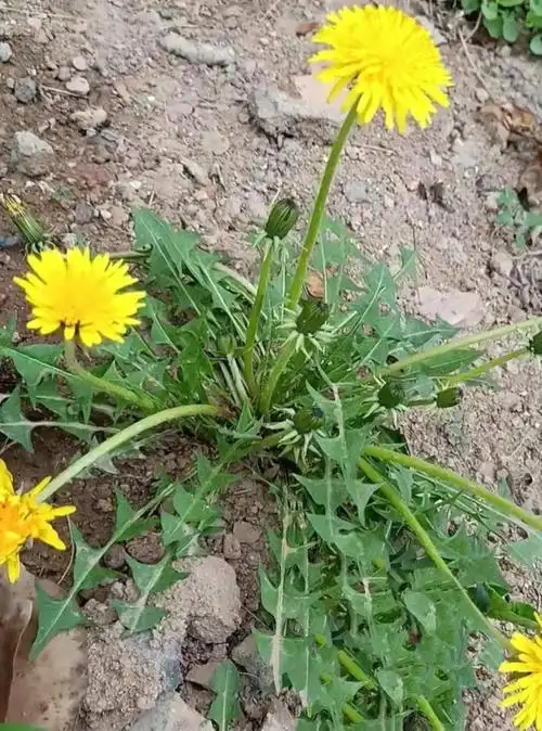 蒲公英茶哪些人不宜喝蒲公英不是所有人都适合吃