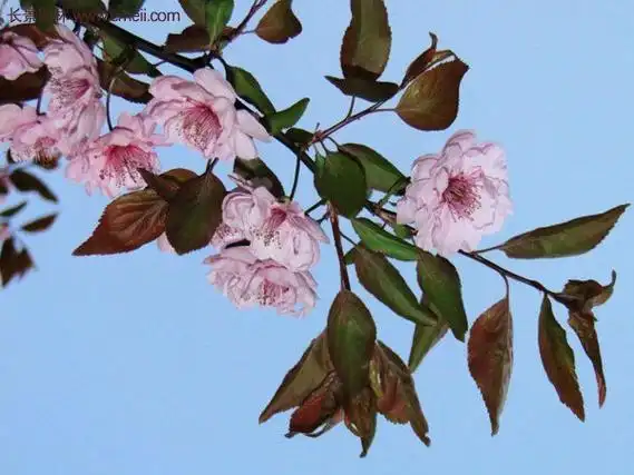 美人梅与紫叶李的区别图文详解