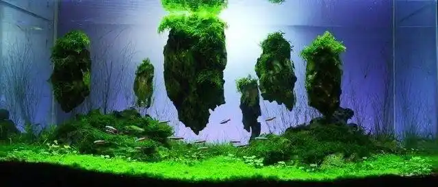 水景缸里的神仙造景有多美?每一个都想搬回家