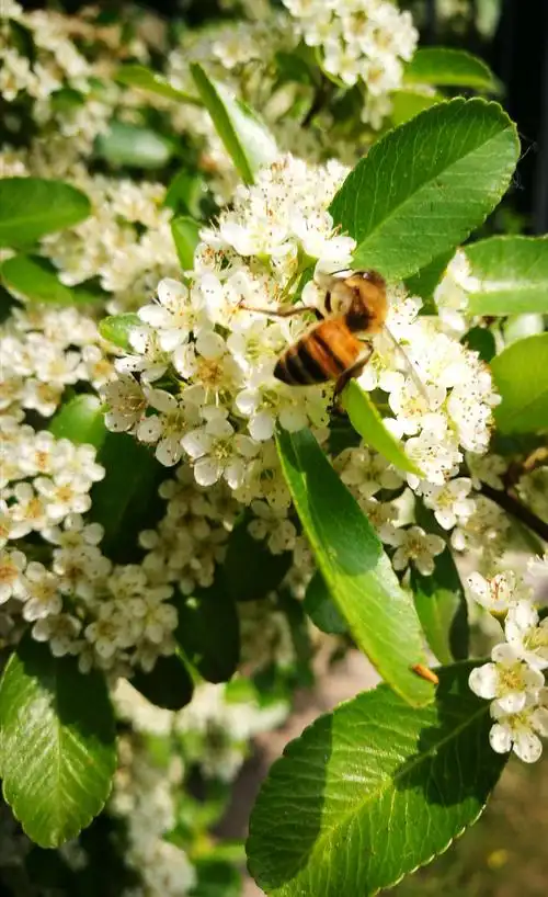 我拍花开之火棘花篇～_【手机随拍】