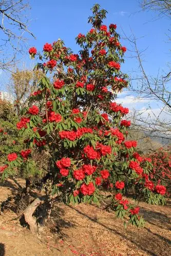 大理苍山的马缨杜鹃之美,尽在52张精美图片之中