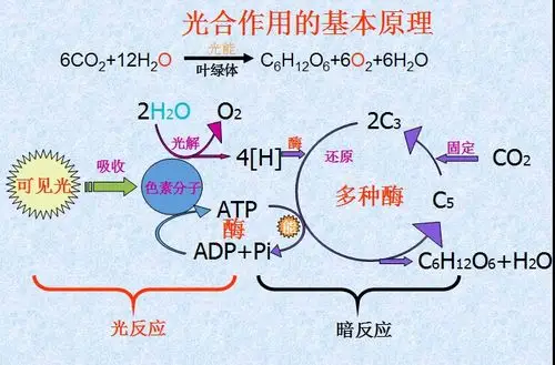 暗反应中c3的还原过程加强,消耗的c3较多,从而使co2的固定加强,所以