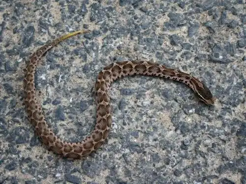 (短尾腹蛇,徐州土话"土条子蛇")