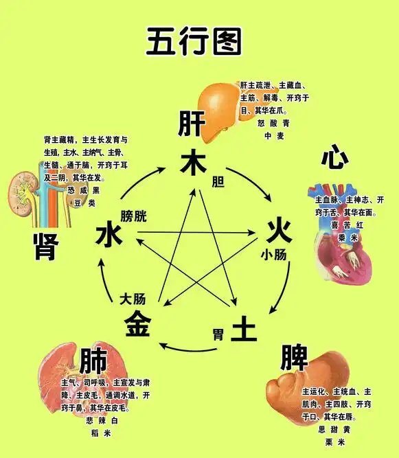 中医学中五脏是怎样应用五行运动的