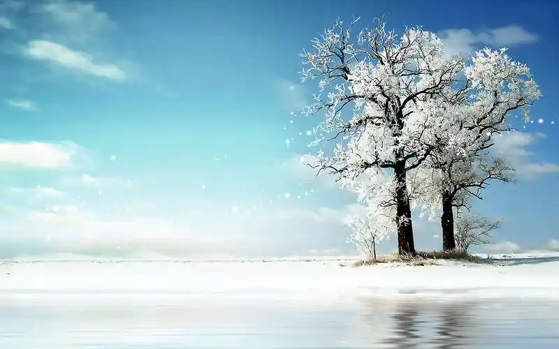 冬天树影桌面背景