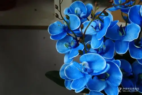 三圣红沙村拍花之17蓝蝴蝶兰