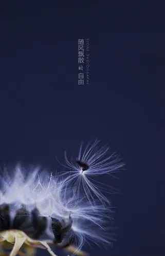 随风飘散的自由