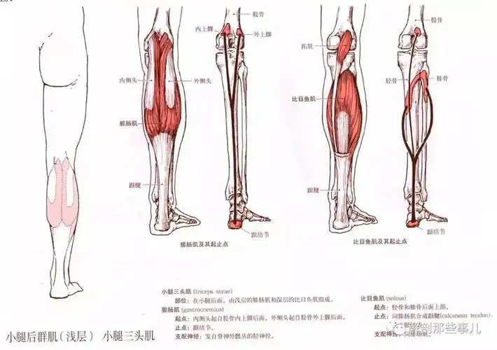 超完整全身肌肉解剖学图谱