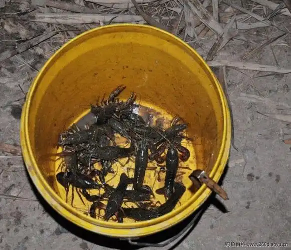 半夜三更钓龙虾满满一大桶