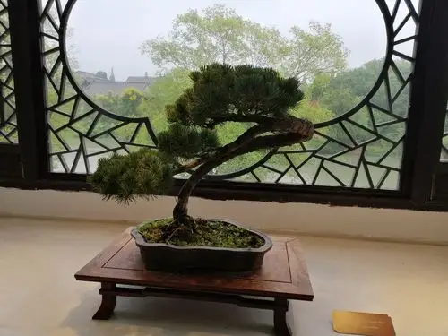 始于唐朝,以江苏扬州市命名的盆景艺术流派.