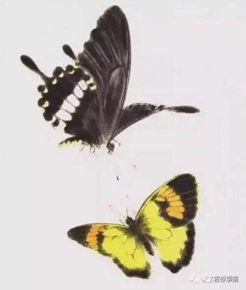 工笔没骨蝴蝶千姿百态,画蝴蝶不用愁了!!!_荣州_四川_视频