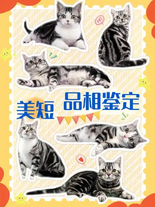 美国短毛猫,作为新手养猫的最佳选择之一,其颜值与灵魂都深受大家喜爱