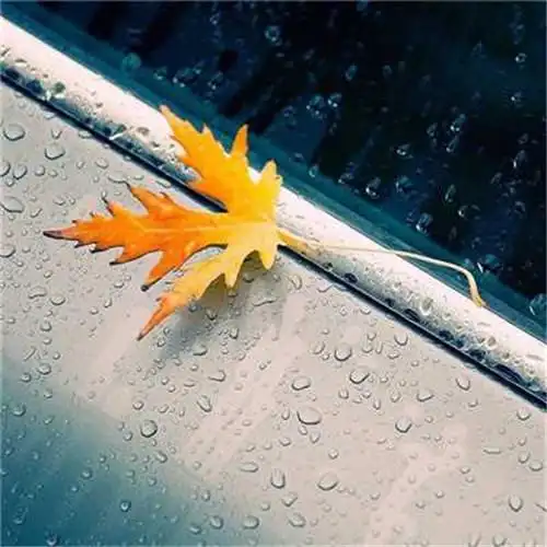 微信最吉利的好看头像风水好聚财转运的最吉利头像图片