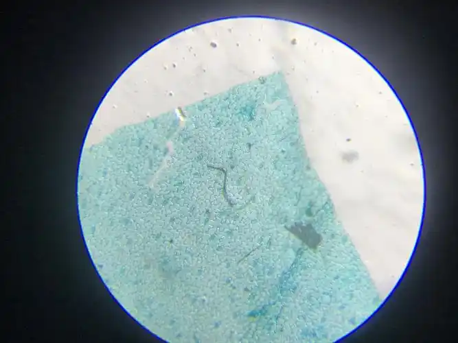 (32)微观世界/蚕豆叶