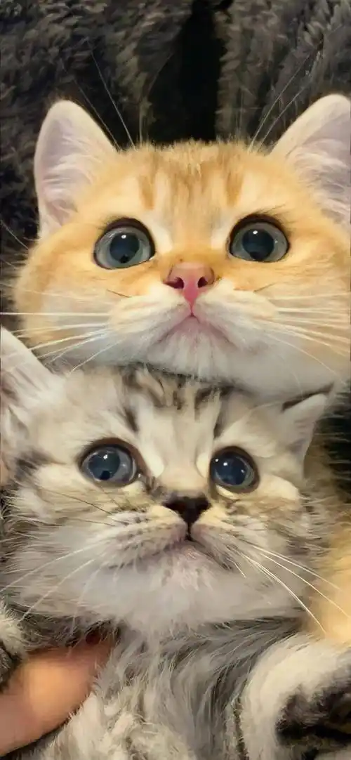 壁纸丨·手机壁纸·8k超清