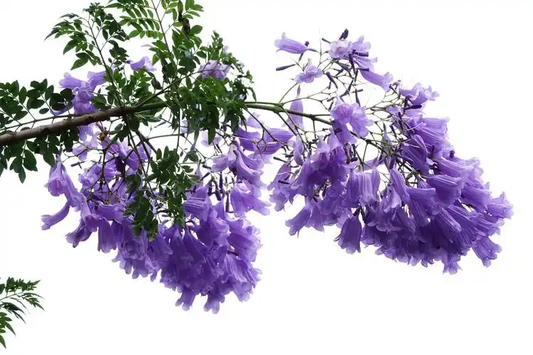 缓步行走在花树下,花瓣轻飘飘的落下,一地的紫色花瓣非常漂亮