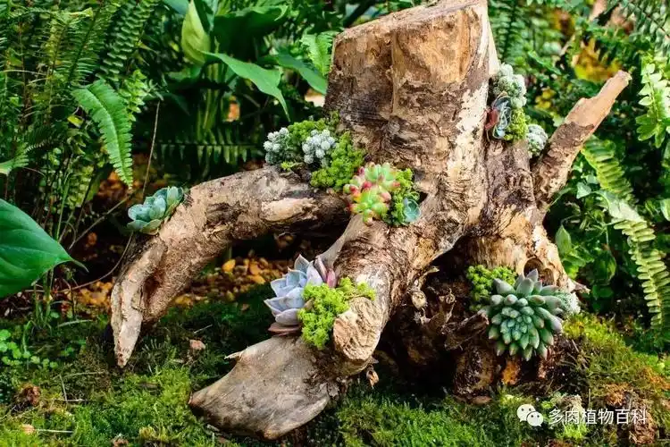 "寻找中国最美多肉"摄影作品选登:湖南常德 潘星中