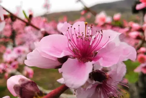 朝阳林场桃花开
