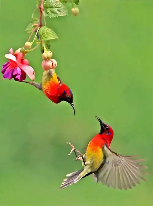 万千的花鸟世界,绮丽的绝美风光,喜庆的太阳鸟,给人带来吉祥_小鸟_很