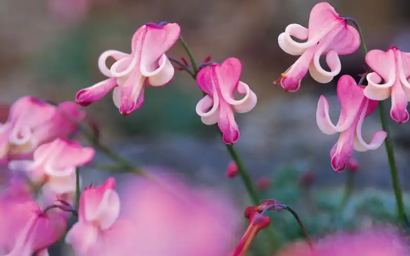 花草植物唯美风景高清桌面壁纸