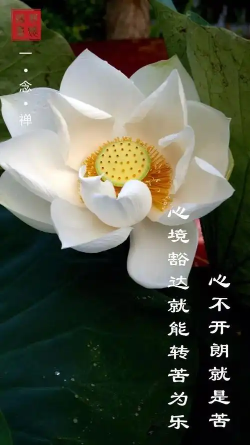 一念禅丨心不开朗就是苦,心境豁达就能转苦为乐