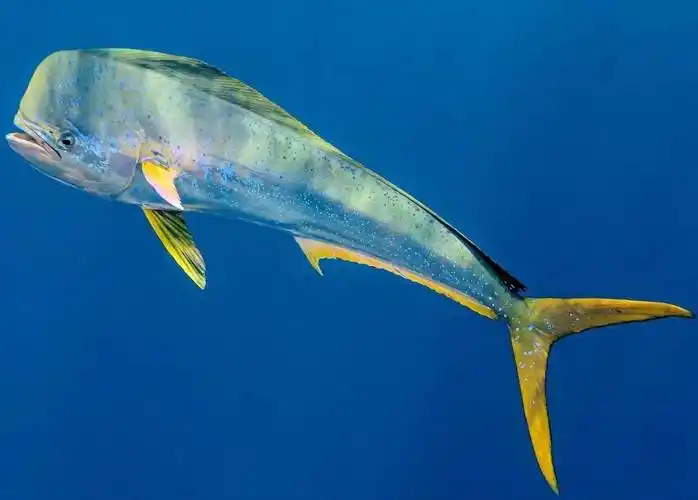 海洋小彩虹蠢萌贪吃鬼鲯鳅