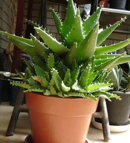 芦荟怎么养长得快好(掌握家中养芦荟盆栽的技巧)(2)